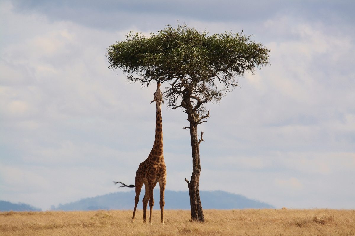 giraffe-2191662_1920-1200x800.jpg